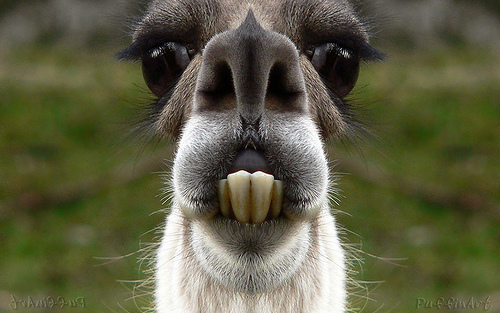 Funny-Cute-Llama-2.jpg