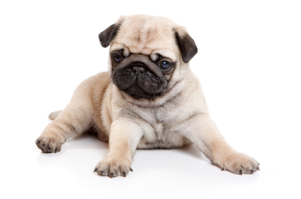 Pug-Puppies-For-Sale-1.jpg
