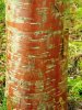 DSCN0180s-ac.JPG