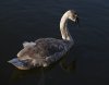 Mute_Swan_1_lo_res.jpg