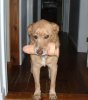 thedog.jpg