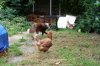 chickens out 005.jpg