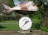 14lb snapper.jpg