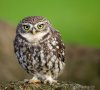 little_owl_22_new_web_.jpg