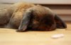 bunny-sleeping[1].jpg