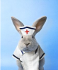 bunny_nurse.png