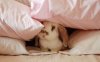Pillow_Bunny.jpg