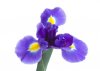 beautiful iris flower.jpg