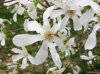 Magnolia-kobus.jpg