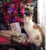 Christmascat.jpg