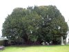 800px-The_Llangernyw_yew.jpg