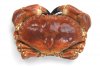 crab_resized.jpg