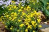 yellow-alyssum-big.jpg