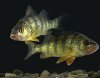 250px-YellowPerch.jpg