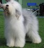 200px-Old_english_sheepdog_Ch_Bobbyclown's_Dare_for_More.jpg