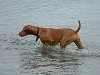 200px-Vizsla.jpg