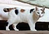 100px-Manx_breed_cat_named_Inkku.jpg