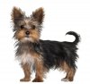 yorkshire-terrier-21.jpg