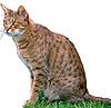 100px-Ocicat-Charan.jpg