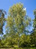 220px-Betula_pendula_001.jpg