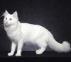 turkishangora_new.jpg