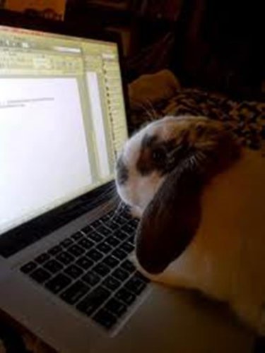 bunny computer.jpg