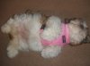 suki in harness asleep.jpg