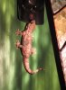 Gecko at Le Shed small.jpg