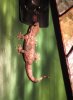Gecko at Le Shed small.jpg