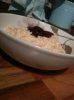 Home Made Rice Pudding.jpg