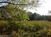 Long View of Natural Plant Meadow.jpg