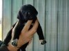 puppy pics 014.jpg
