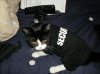 Mr Darcy-Security 3.jpg