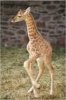 baby giraffe.jpg