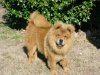 red_chow_chow_puppies_067.320104541.jpg