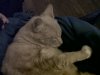 spikecat.jpg