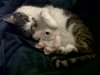 sillycat.jpg