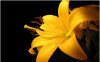 yellow lily.jpg
