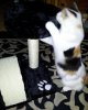 Tiggy's new toy 6.jpg Tiggy's new toy 6.jpg
