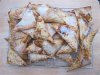 Filo Pies-4 (Small).JPG