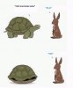 tortoise-hare-home.jpg