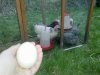 Our First Egg!.jpg