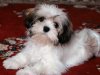 shih-tzu-puppy-cut-1024x768.jpg