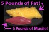 fat vs muscle.jpg