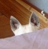 daisy%20hiding%201.jpg daisy%20hiding%201.jpg