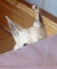 daisy%20hiding%202.jpg daisy%20hiding%202.jpg