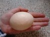 That is what you call a big egg!.jpg
