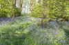 bluebells.jpg