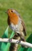 robin_spring_11_1.jpg