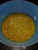 Soaked Mung Beans.jpg